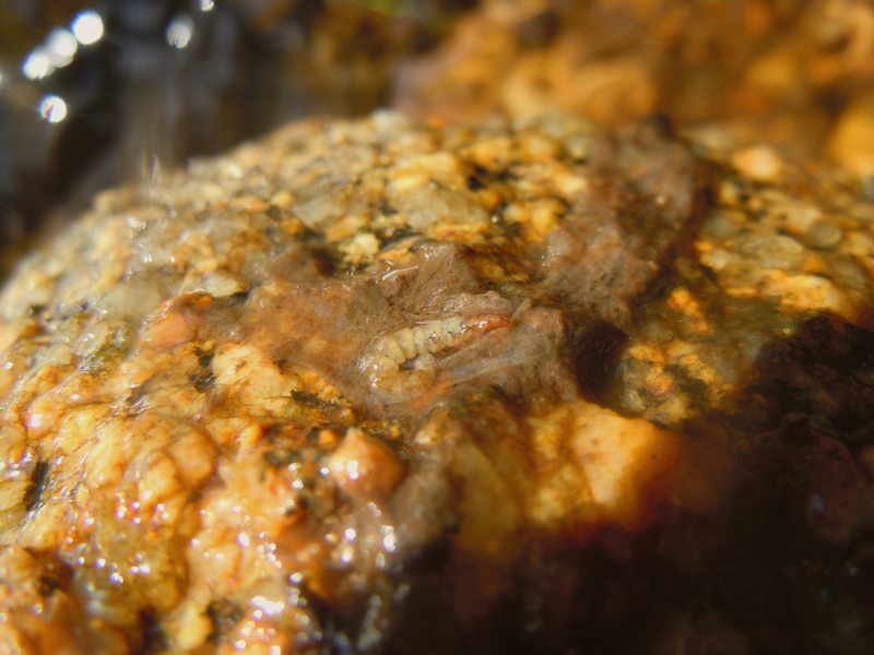 Larva di Wormaldia variegata variegata